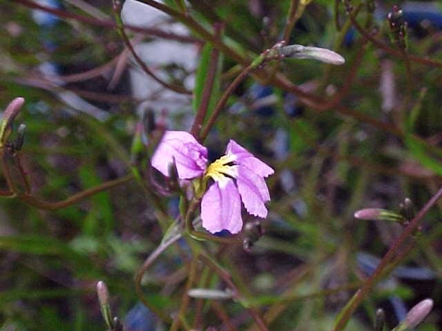 Dampiera Pink (Dampiera trigona)
