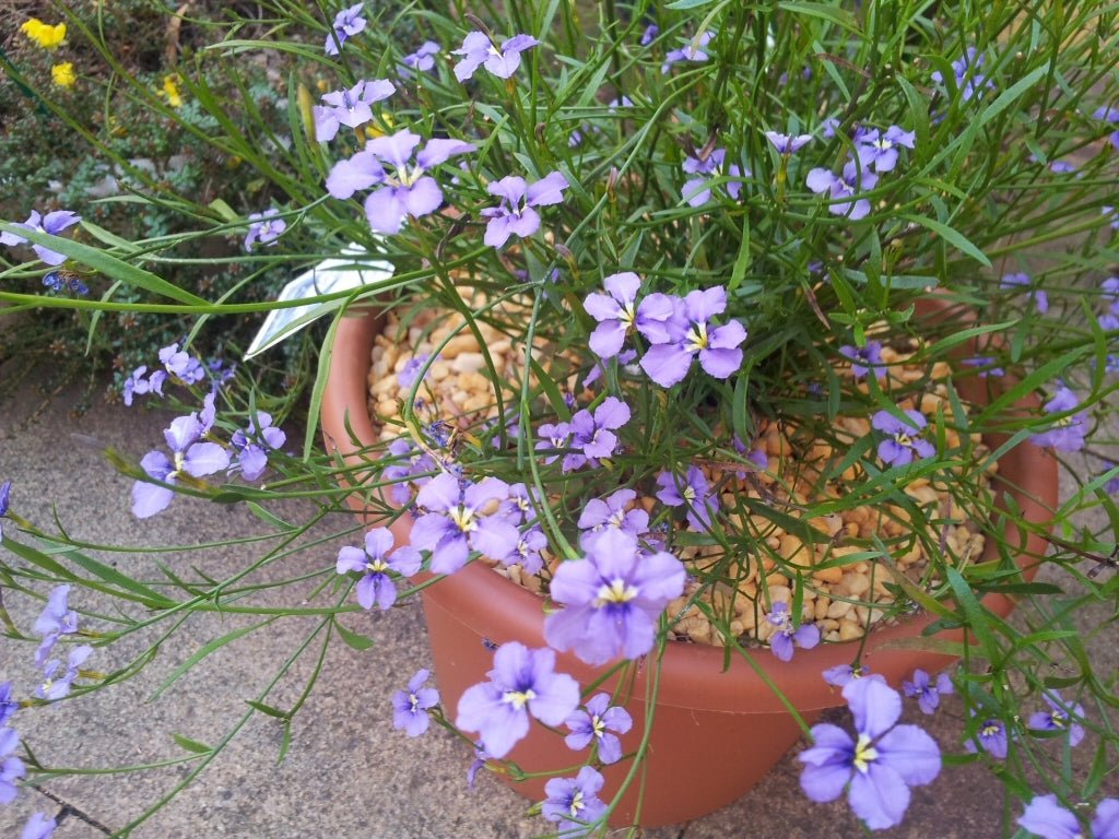 Dampiera Pink (Dampiera trigona) - Ladybird Nursery