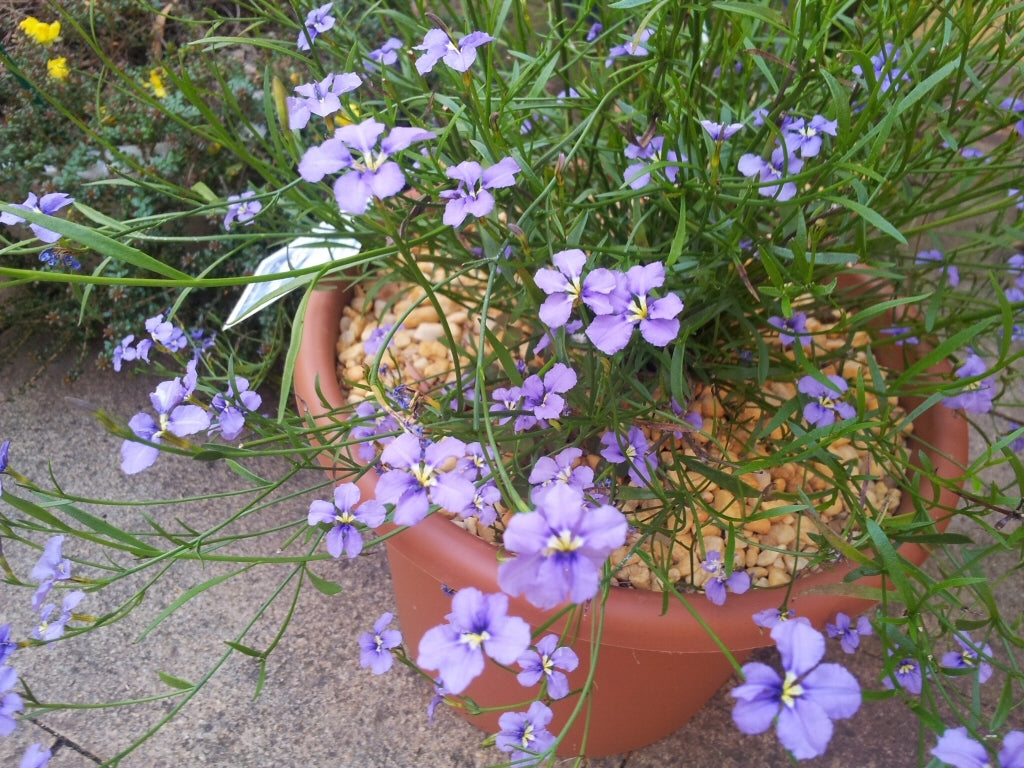 Dampiera Pink (Dampiera trigona)