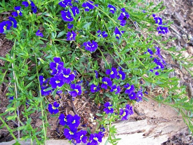 Dampiera diversifolia - Ladybird Nursery