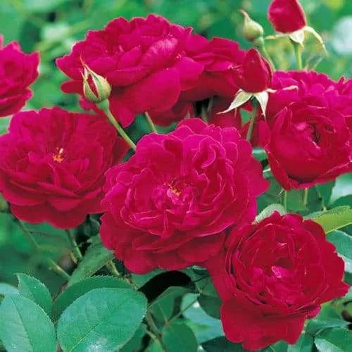 Bush Rose ‘Darcey Bussell' (David Austin) - Ladybird Nursery