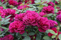 Bush Rose ‘Darcey Bussell' (David Austin) - Ladybird Nursery