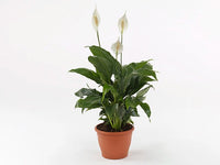 Peace Lily Sweet Dario (Spathiphyllum) - Ladybird Nursery
