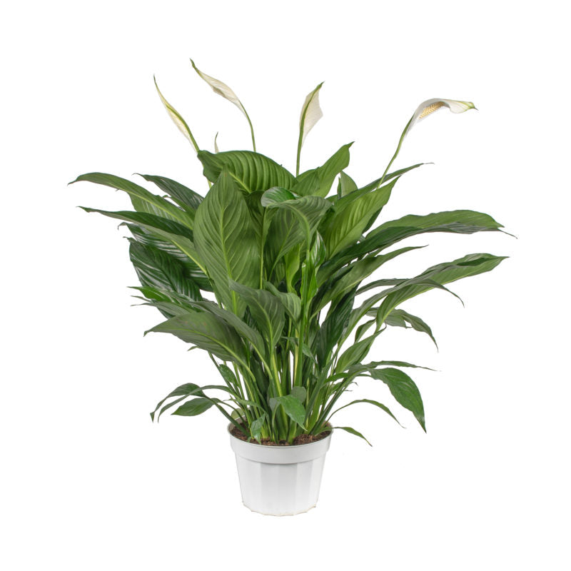 Peace Lily Sweet Dario (Spathiphyllum)