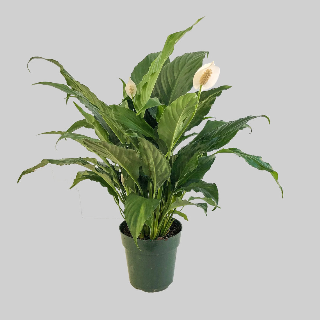 Peace Lily Sweet Dario (Spathiphyllum) - Ladybird Nursery