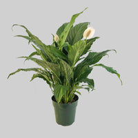Peace Lily Sweet Dario (Spathiphyllum)