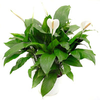 Peace Lily Sweet Dario (Spathiphyllum)