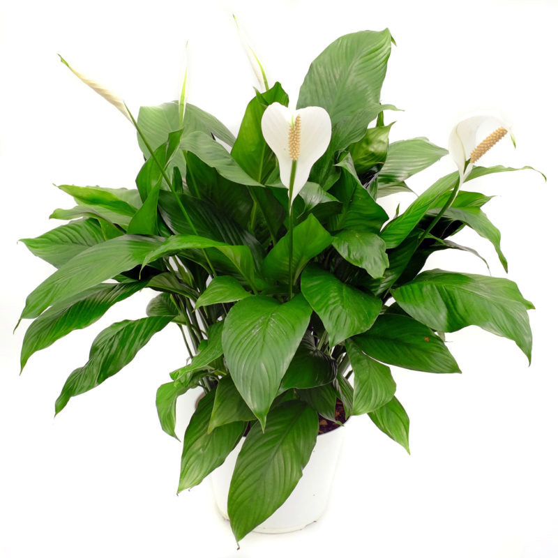 Peace Lily Sweet Dario (Spathiphyllum)