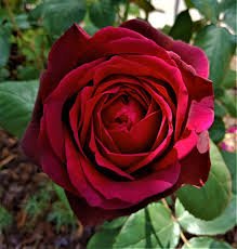 Rose ‘Dark Desire Hybrid Tea’ 2ft Standard - Ladybird Nursery
