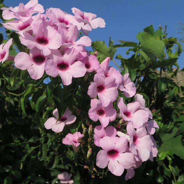 Pandorea jasminoides 'Dark Pink' - Ladybird Nursery