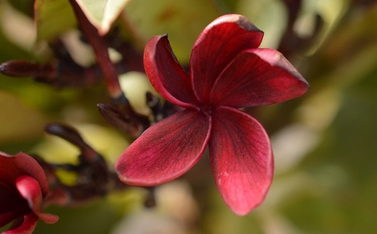 Frangipani Aloha Dark Knight (Plumeria) - Ladybird Nursery