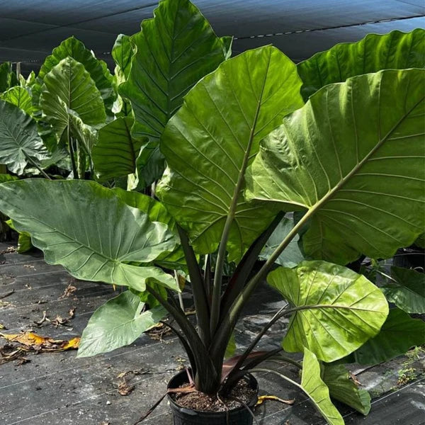 Alocasia ‘Dark Star’