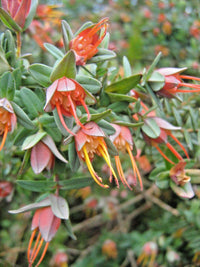Darwinia citriodora
