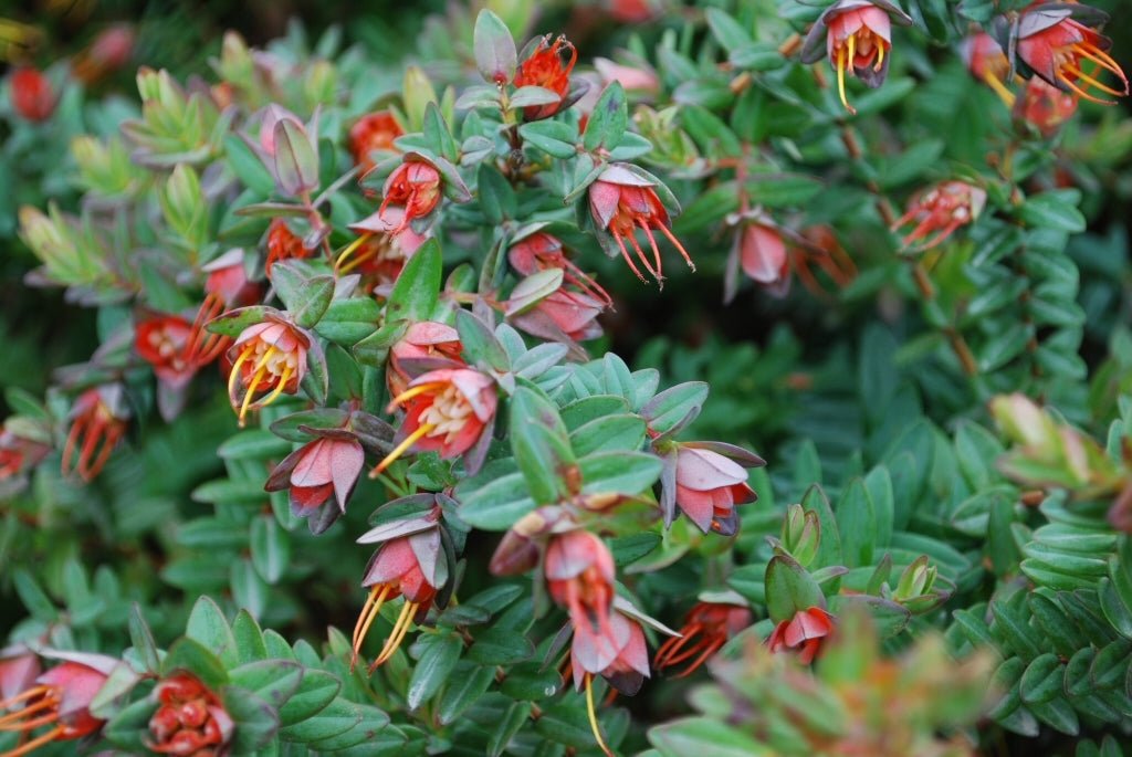 Darwinia citriodora - Ladybird Nursery