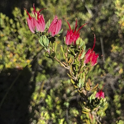 Darwinia grandiflora