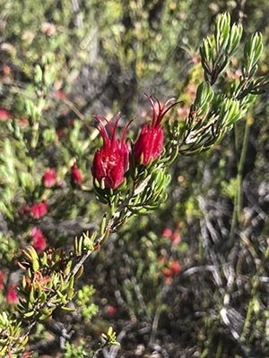 Darwinia grandiflora - Ladybird Nursery