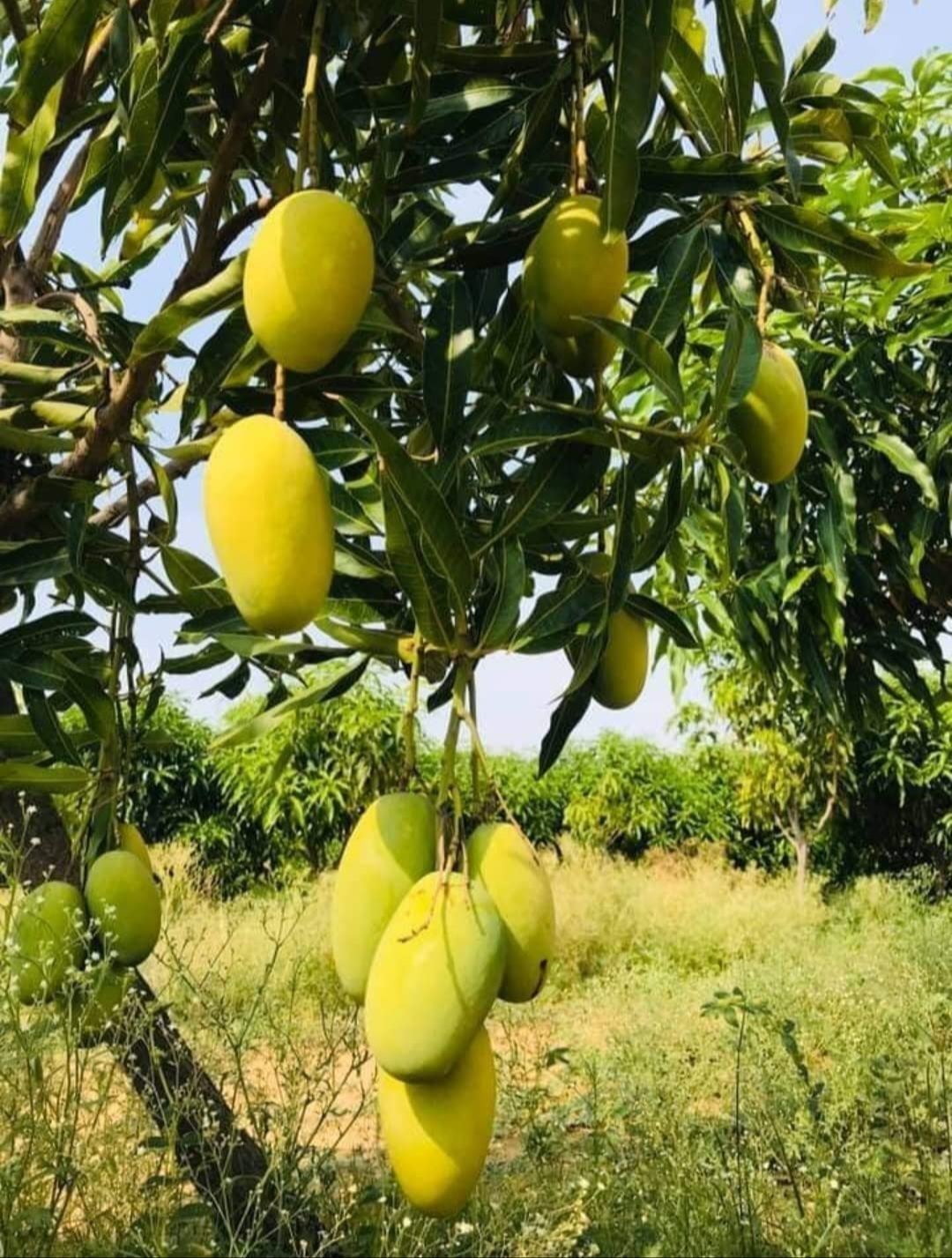 Mango 'Dasheri' - Ladybird Nursery