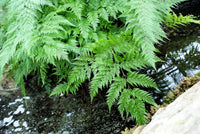 Davallia solida var. Fejeensis