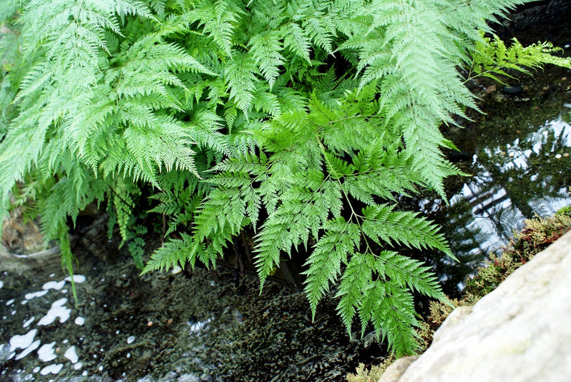 Davallia solida var. Fejeensis