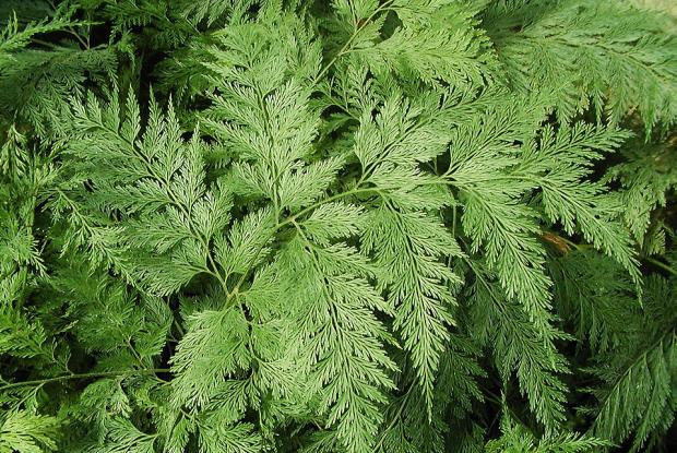 Davallia solida var. Fejeensis