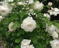 Rose ‘Winchester Cathedral’ 2ft Standard (David Austin) - Ladybird Nursery