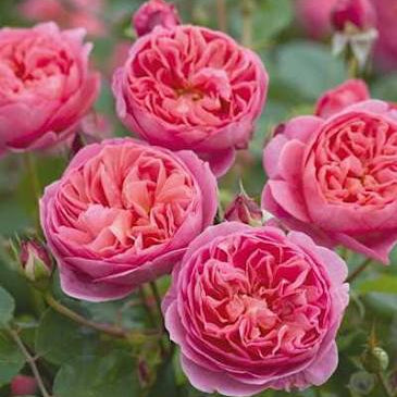 Rose ‘Boscobel' (David Austin) - Large