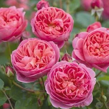Rose ‘Boscobel' (David Austin) - Large - Ladybird Nursery