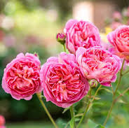 Rose ‘Boscobel' (David Austin) - Large