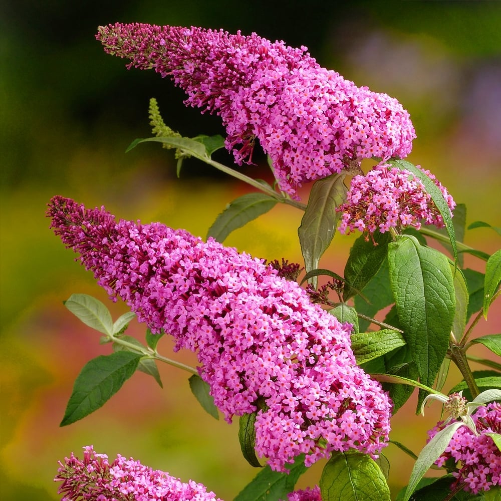 Butterfly Bush Pink (Buddleja Blaze)