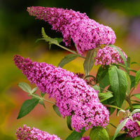 Butterfly Bush Pink (Buddleja Blaze)