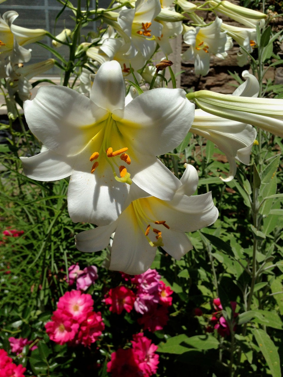 White Daze (Evolvulus pilosus)