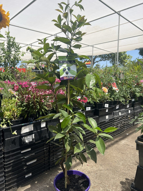 Grumichama Cherry (Grumichama - Eugenia) - Ladybird Nursery