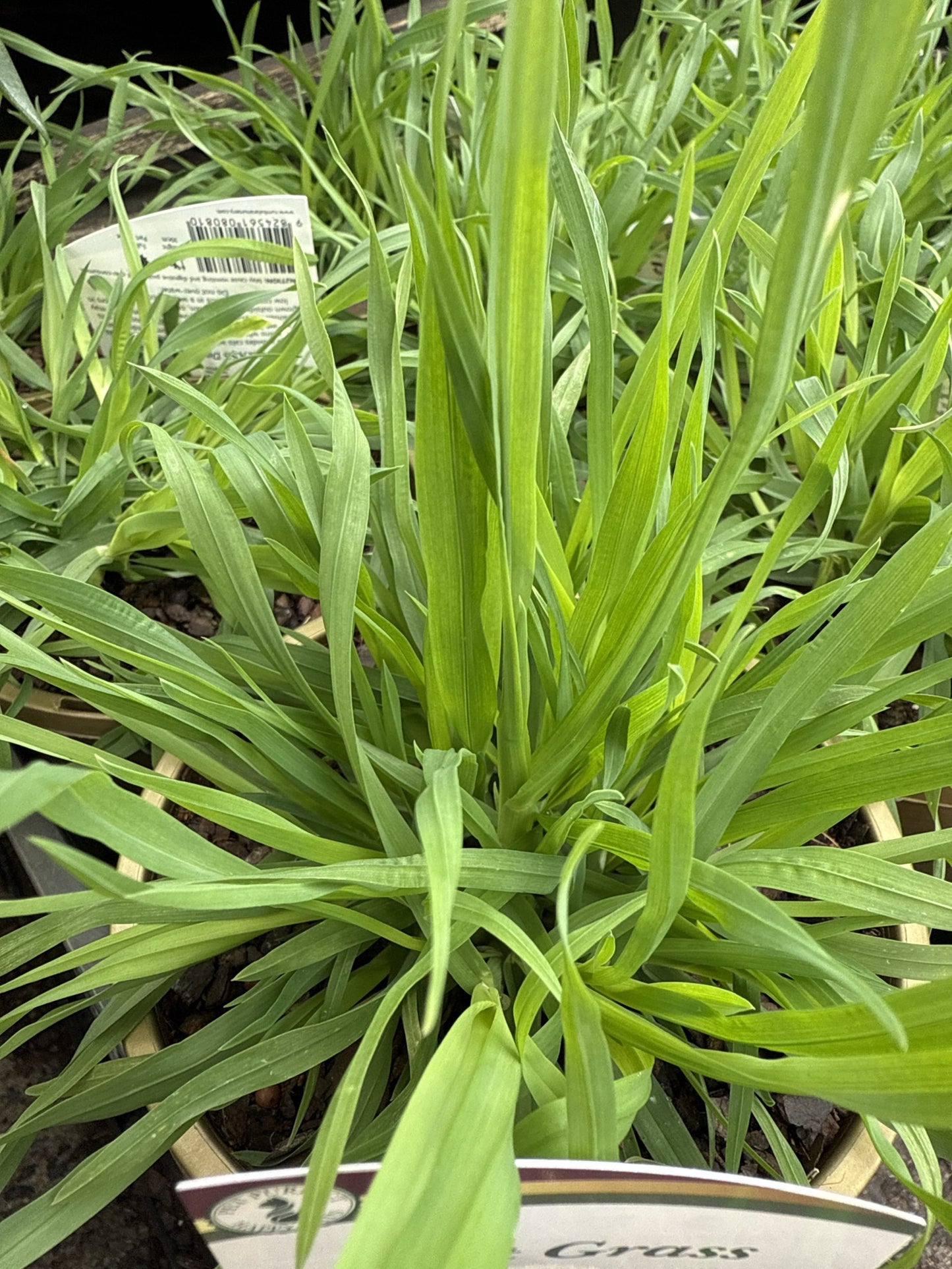Cat Grass (Dactylis glomerata)
