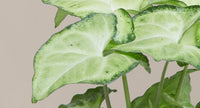 Syngonium Roxanna - Ladybird Nursery