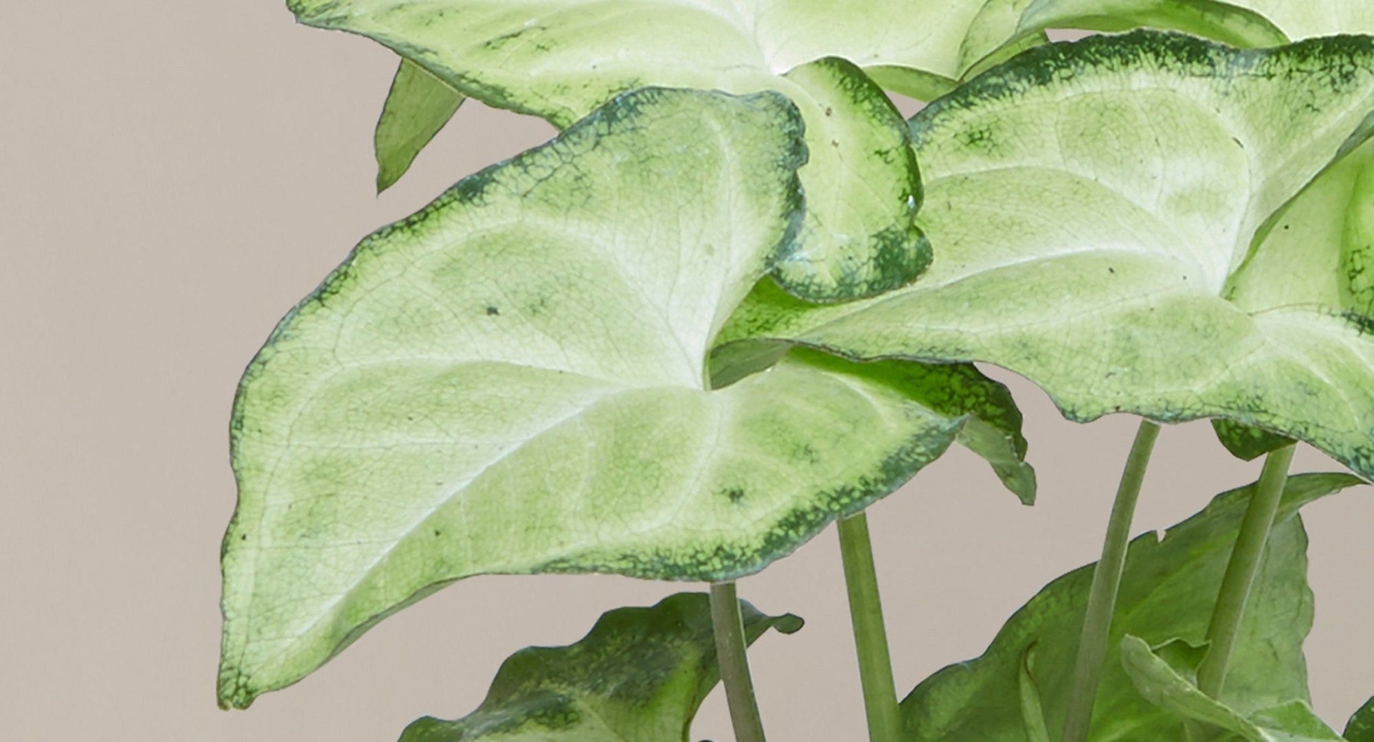 Syngonium Roxanna - Ladybird Nursery