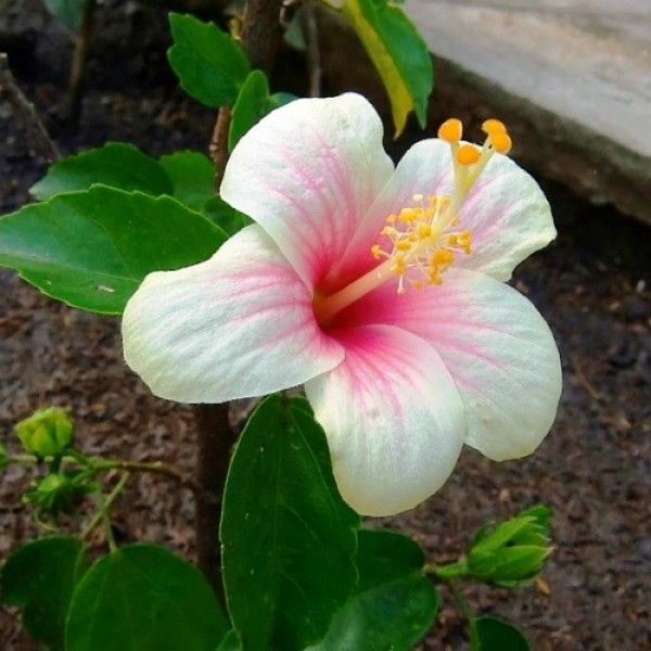 Chinese Hibiscus Fijian White (Hibiscus rosa-sinensis)
