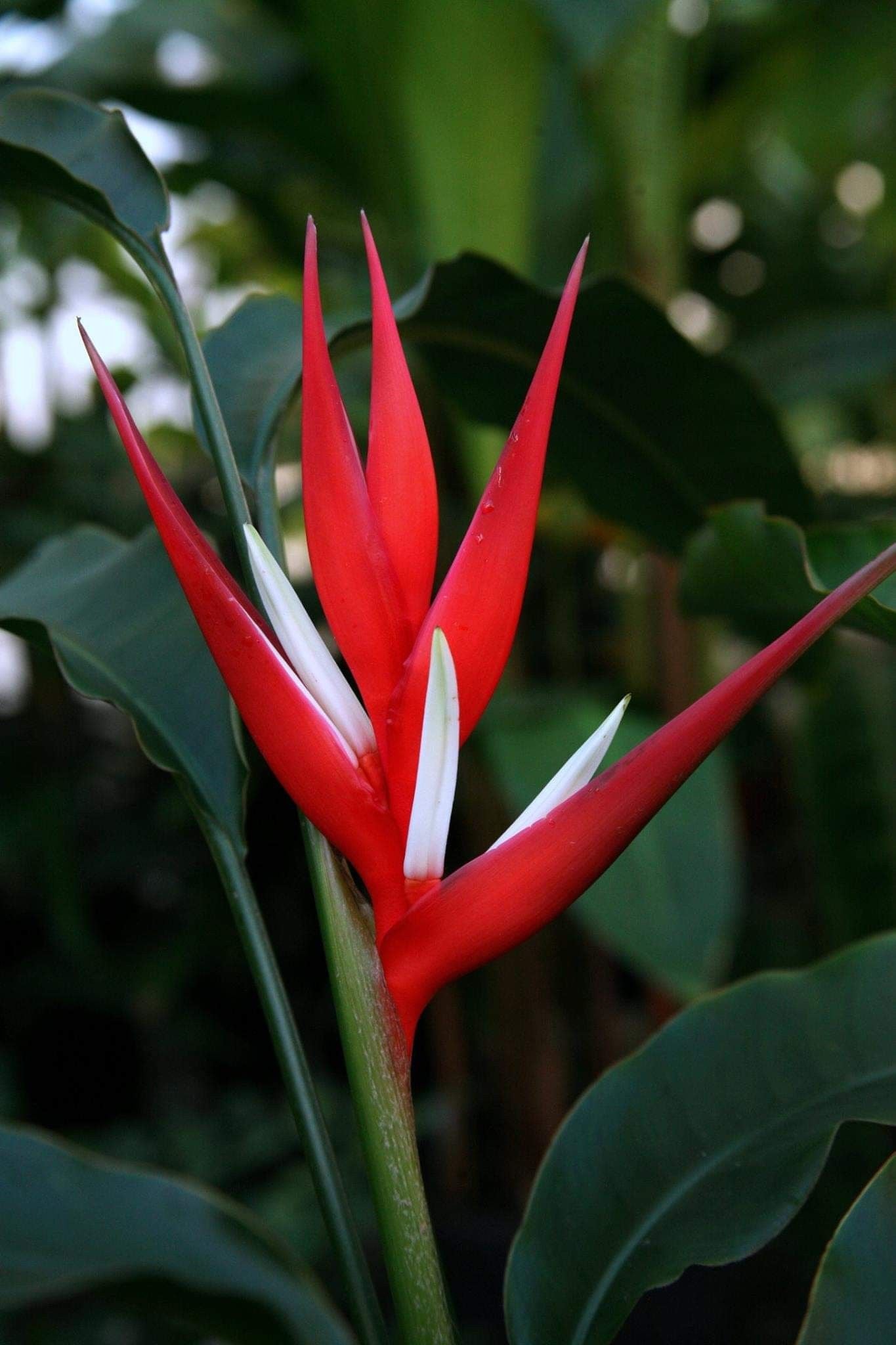 Heliconia angusta 'Red Christmas' - Ladybird Nursery