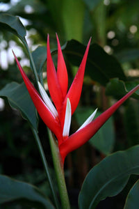 Heliconia angusta 'Red Christmas'