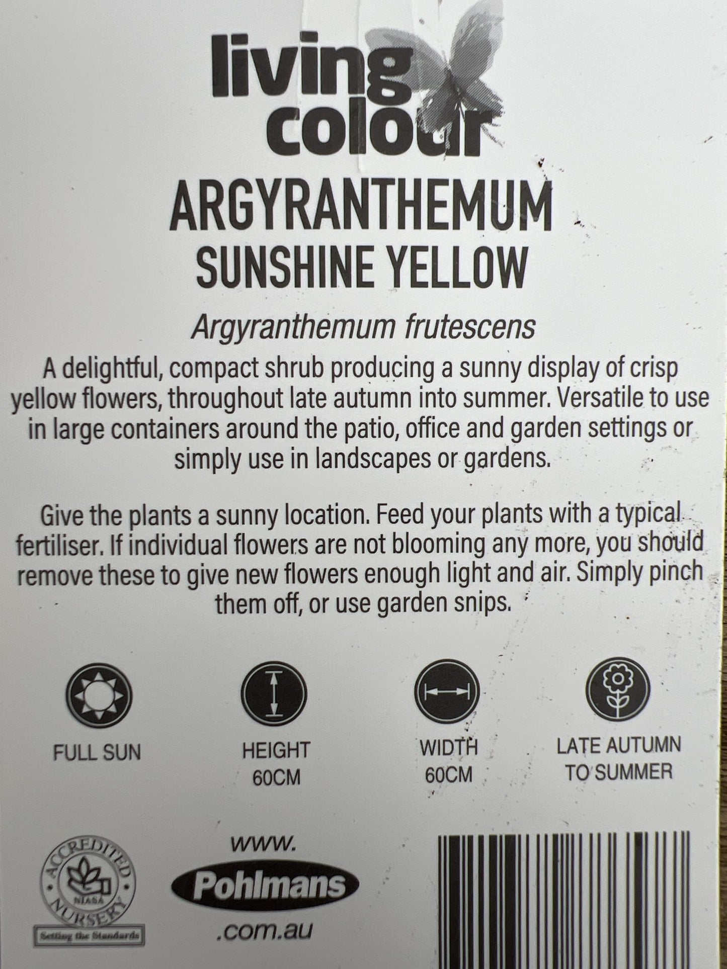 Daisy 'Sunshine Yellow' (Argyranthemum) 140mm