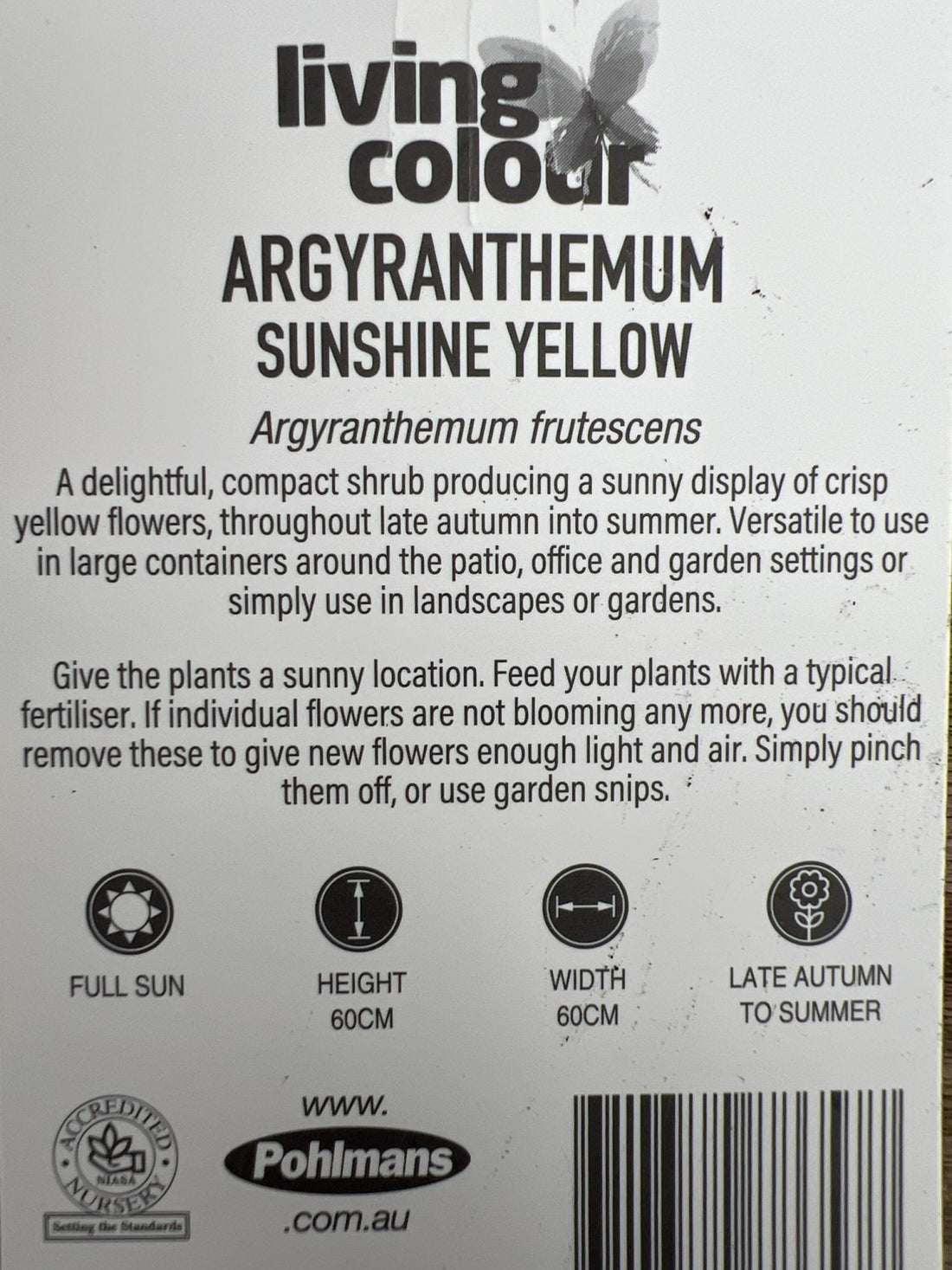 Daisy 'Sunshine Yellow' (Argyranthemum) - Ladybird Nursery