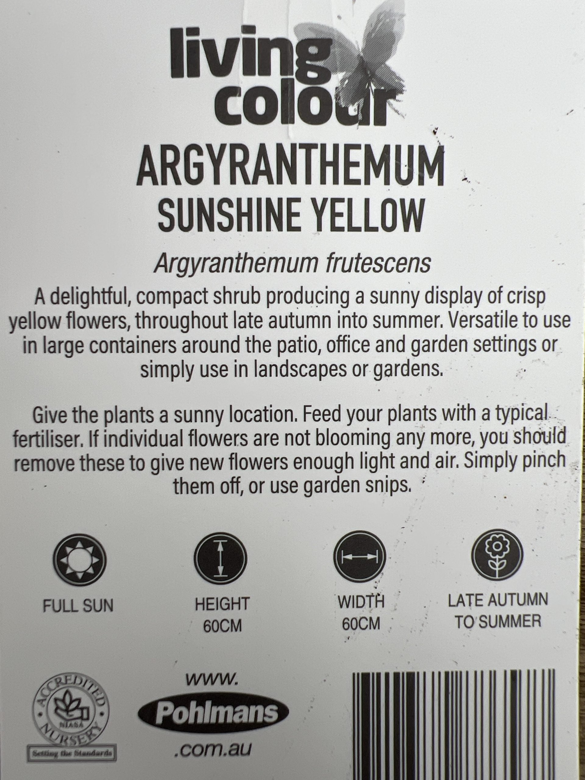 Daisy 'Sunshine Yellow' (Argyranthemum)