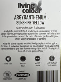 Daisy 'Sunshine Yellow' (Argyranthemum) - Ladybird Nursery