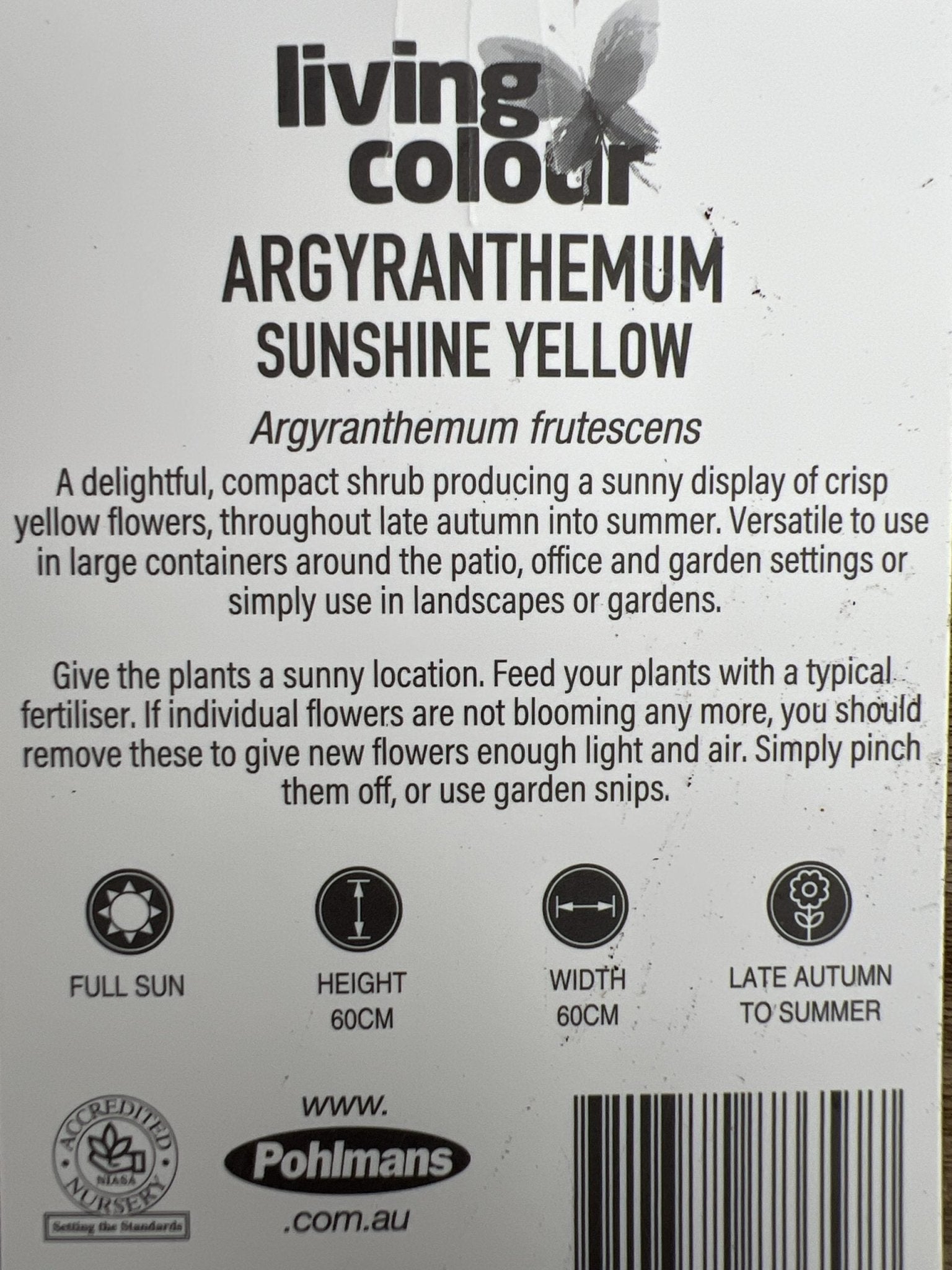 Daisy 'Sunshine Yellow' (Argyranthemum) - Ladybird Nursery