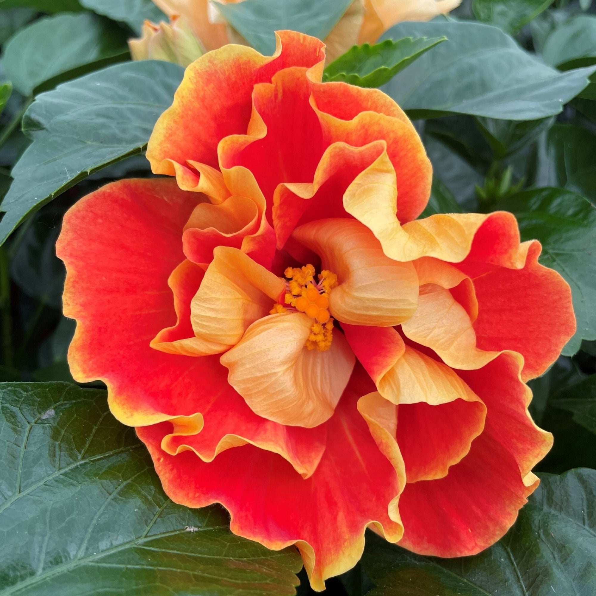 dwarf double flower hibiscus potted plant Hibiscus Flamenco™ 'Double Apollo' Plant – Buy Now! – Ladybird Nursery