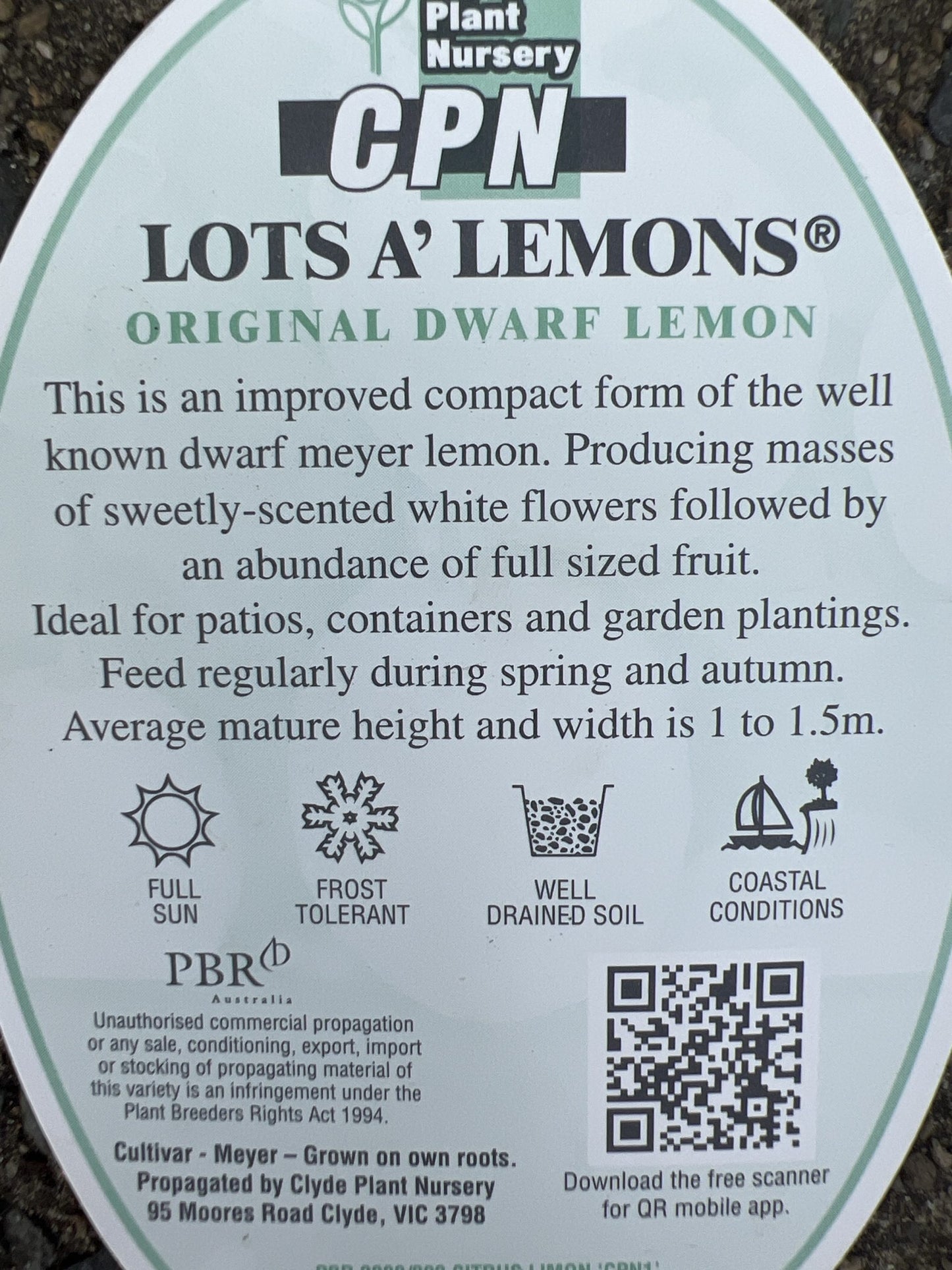 Lotsa Lemons 330mm pots (QLD Only) PICK UP ONLY