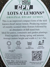 Lotsa Lemons 330mm pots (QLD Only) PICK UP ONLY