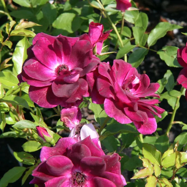 Rose Burgundy Iceberg Standards (Rosa)