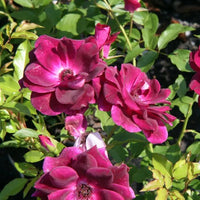 Rose Burgundy Iceberg Standards (Rosa) - Ladybird Nursery