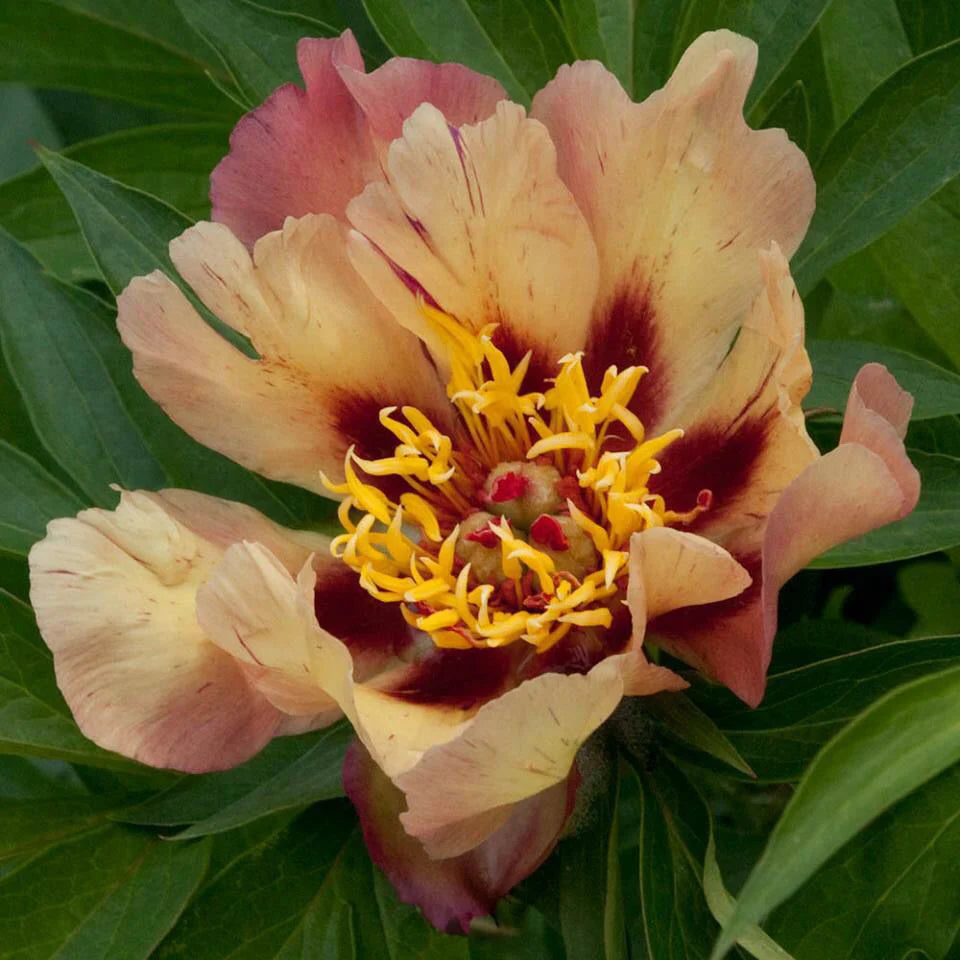 Itoh Peony Court Jester (Paeonia)