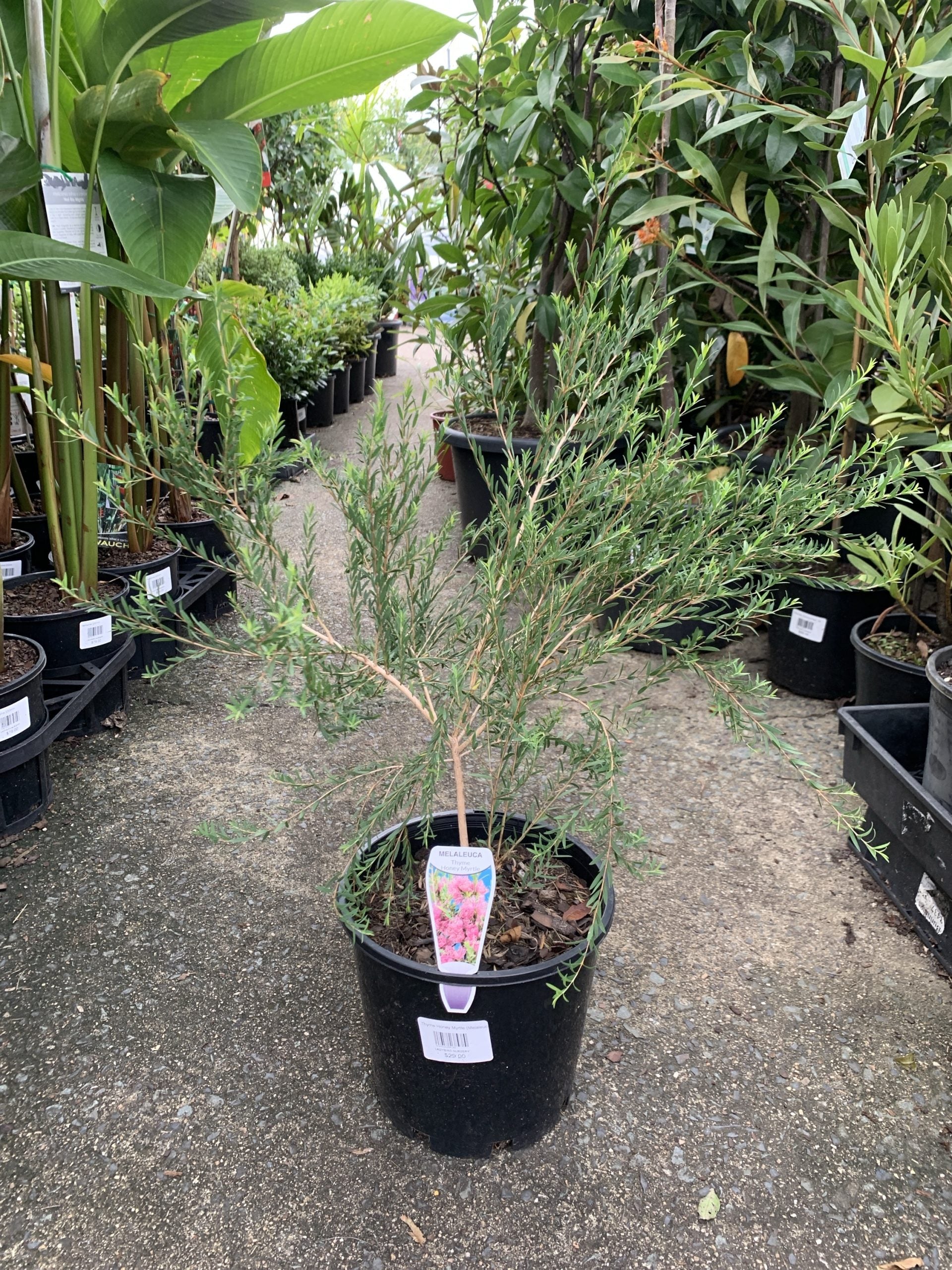 Thyme Honey Myrtle (Melaleuca thymifolia)